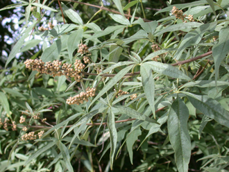 Витекс священный (Vitex Agnus Castus) 10 мл  - 100% натуральное эфирное масло