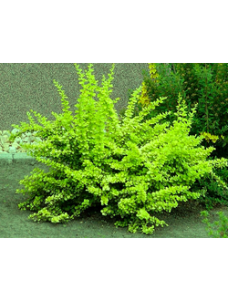 Барбарис Тунберга Smaragd