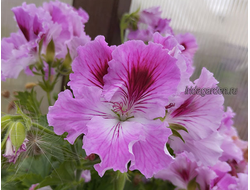 Пеларгония Ю - Дама Треф