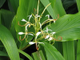 Имбирная лилия, Гедихиум колосистый (Hydicum spicatum) 10 мл - 100% натуральное эфирное масло