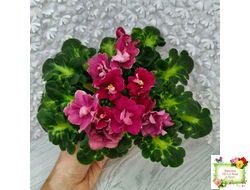 ВаТ-Супер Мама (Т.Валькова) 2020 г.