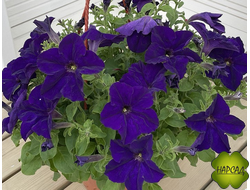 ПЕТУНИЯ АМПЕЛЬНАЯ В КАШПО