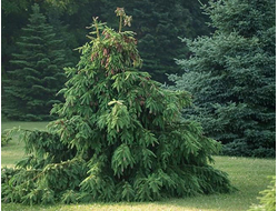 Ель обыкновенная Acrocona, C3