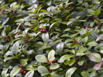 Грушанка, Гаультерия лежачая, (Gaultheria procumbens) (5 мл)  - 100% натуральное эфирное масло