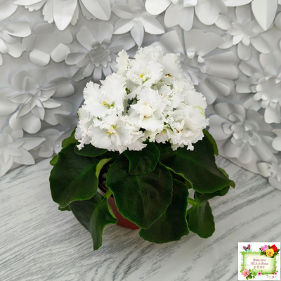 ML-Облако в Горах (Miniviolets Lux) 2022 г. (лист посажен 25.01.26)