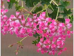 Пеларгония SIL Stellena