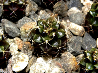 Gymnocalycium damsii ssp.evae STO 1404 (D=20-25мм)