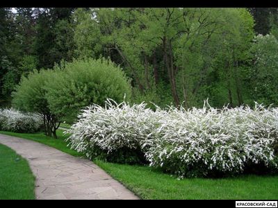 Живая изгородь из Спиреи Грефшейм - Spiraea Grefsheim