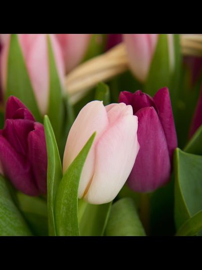 Корзина нежных тюльпанов