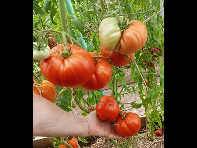 Томат Бель из Пуату (Belle du Poiton, Красота Пуату)