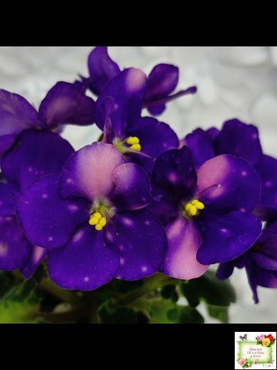 ВаТ-Горох на Десерт (Т. Валькова) 2020 г. (гёрл-листва)