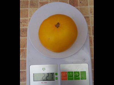 Томат Гном Золотой цыган, (Dwarf Golden Gypsy, Голден Джипси)