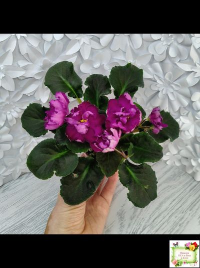 KZ-Мемуар (И. Заикина) 2024 г. (сортовое растение)