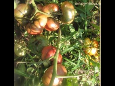 Томат Углерод (Carbon)