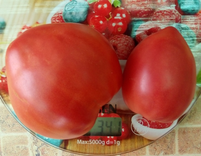 Томат Остроконечник СШA (USA Pointue)