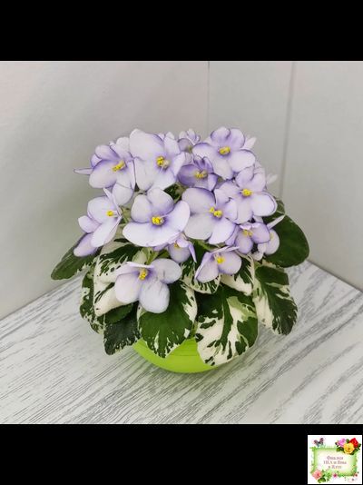 Н-Горный Воздух (Н. Бердникова) 2018