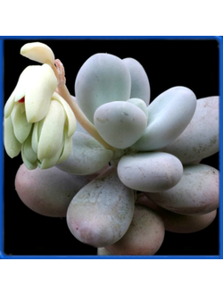 Pachyphytum oviferum