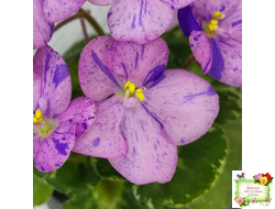 Shirl's Pip Squeak (S.Sanders) (лист посажен 28.01.26)