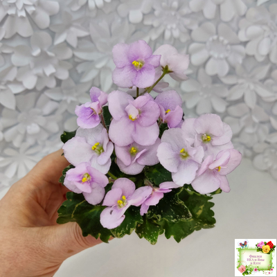 Morgan's Ivy League (C.Eros) (пестролистный гёрл)