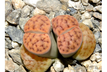 Lithops karasmontana 'mickbergensis' C168
 