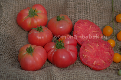 Томат Dwarf OPO (Гном ОПО), 10 шт