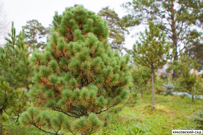 Сосна Кедровая Сибирская 4 метра