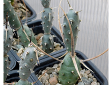Tephrocactus articulatus v. papyracanthus (2-3 членика) укоренённый черенок