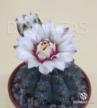 Gymnocalycium multiflorum