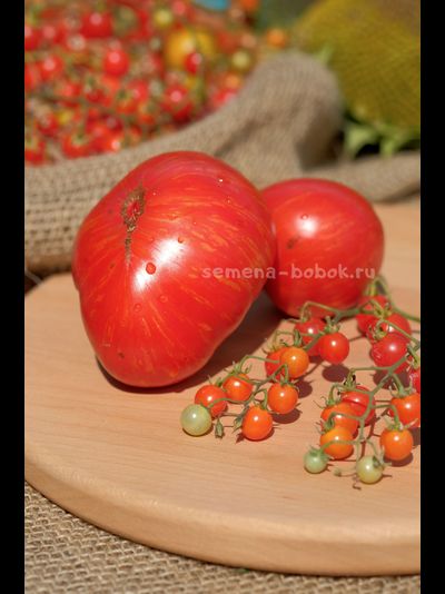 Томат Dwarf Firebird Sweet (Гном Жар-птица сладкая), 10 шт