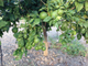 Бергамот (Citrus bergamia) Италия, 5 мл - 100% натуральное эфирное масло