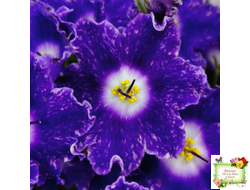 DS-Сияющий Колокольчик (Dimetris) 2014 г.