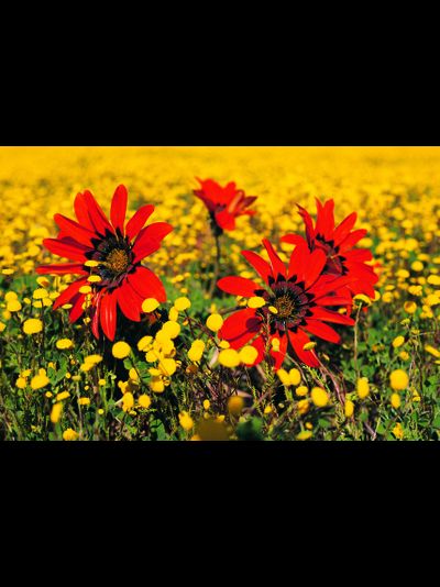 Купить греющую картину с фото четыре красных цветках