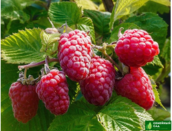 Малина "Гордость России"