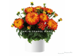 Георгин Darling Orange Flare