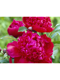 Пион травянистый  Инспектор Лаверн