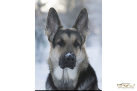 Барвиттера Джуммейра