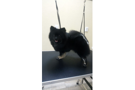 Померанский шпиц АФИНА