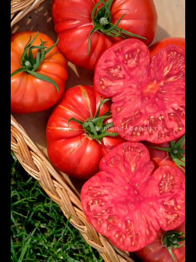 Томат Arnaldo (Арналдо), 10 шт