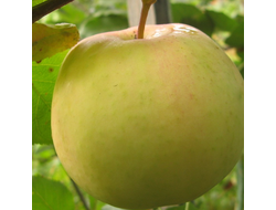 ВЭМ сувенир (яблоня)