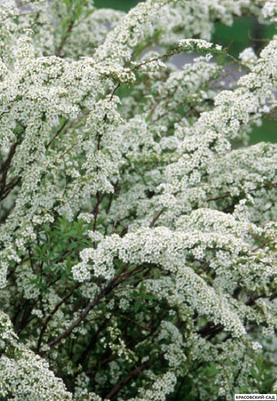 Купить Спирею острозазубренную (аргуту)  в Москве на сайте красовский-сад.рф