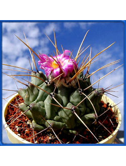 Thelocactus cv. icamolensis, kultivar