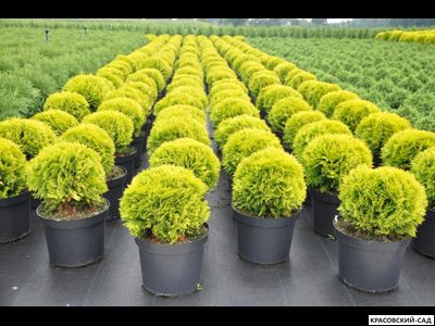 Туя Мириам - Mirjam