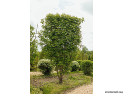 Рябина обыкновенная в форме шпалеры