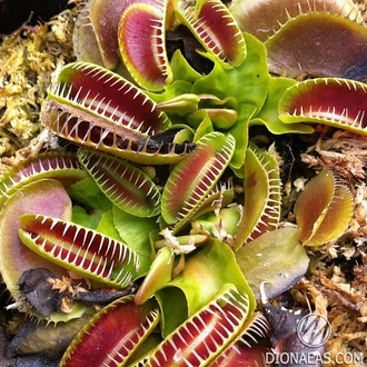 Dionaea muscipula Jaws smiley