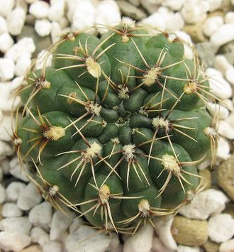 Gymnocalycium baldianum VG 558