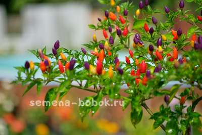 Перец острый NuMex Twilight, 10 шт