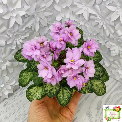 Trinket Terrific (E. Champion) (мозаичник)