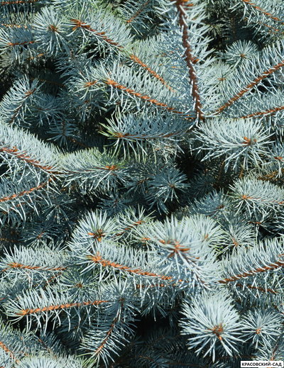 Ель колючая Блю Даймонд