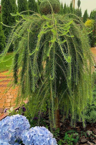 Лиственница европейская Pendula