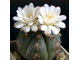 Gymnocalycium denudatum Gf 339 (D=10-12 mm)